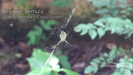 Spider Meditation - Argiope aemula - Oval St. Andrew's Cross Spider