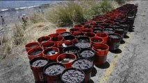 El petróleo cubre de negro las playas californianas de Santa Bárbara