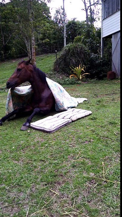 Ce cheval se prepare pour la sieste !