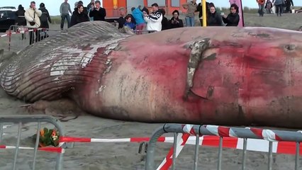 Wieloryb na plaży w s' Gravenzande