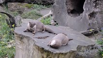 Otter spielt mit einem Stein (Otter plays with a stone) THE ORIGINAL!