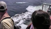 Minke Whale Breaching multiple times - HQ video