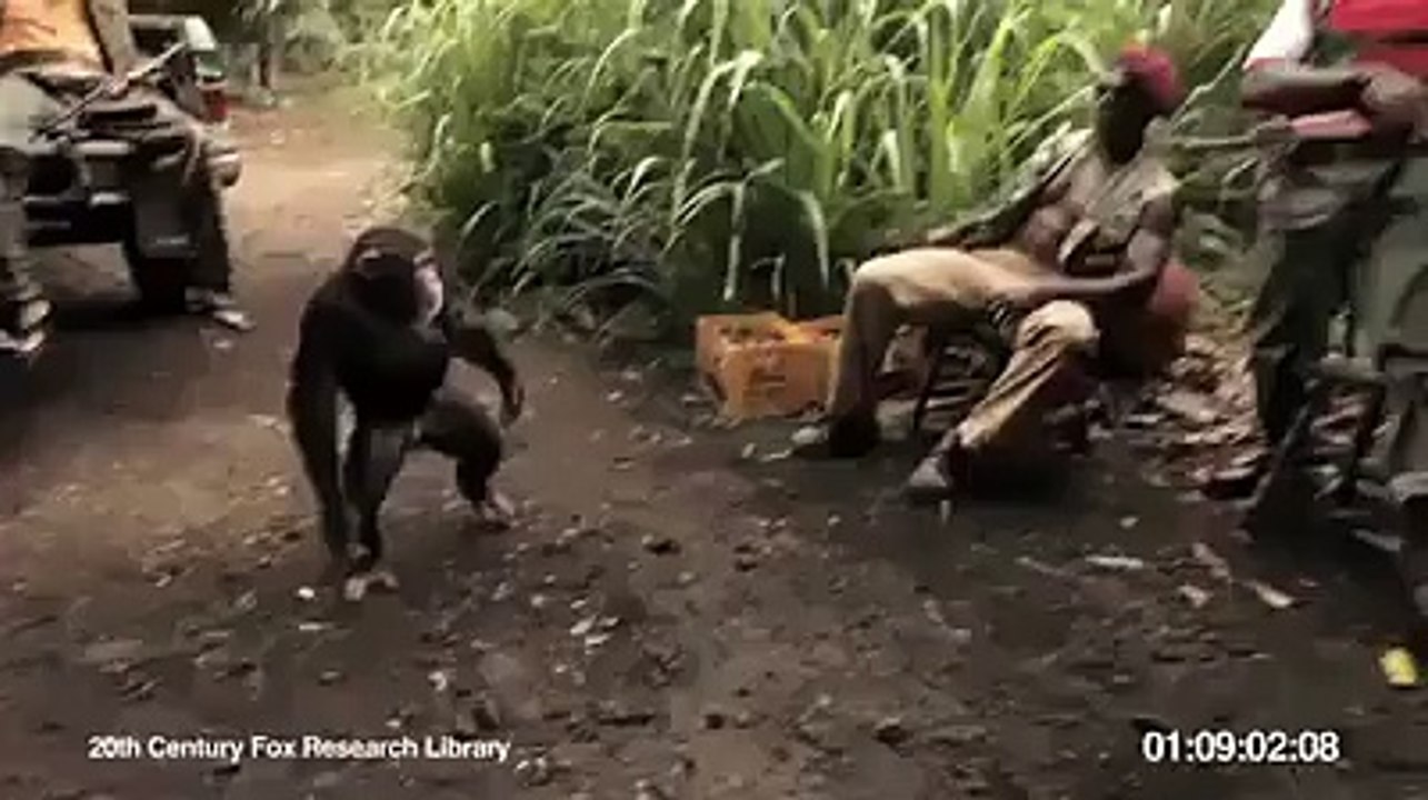hero the monkey