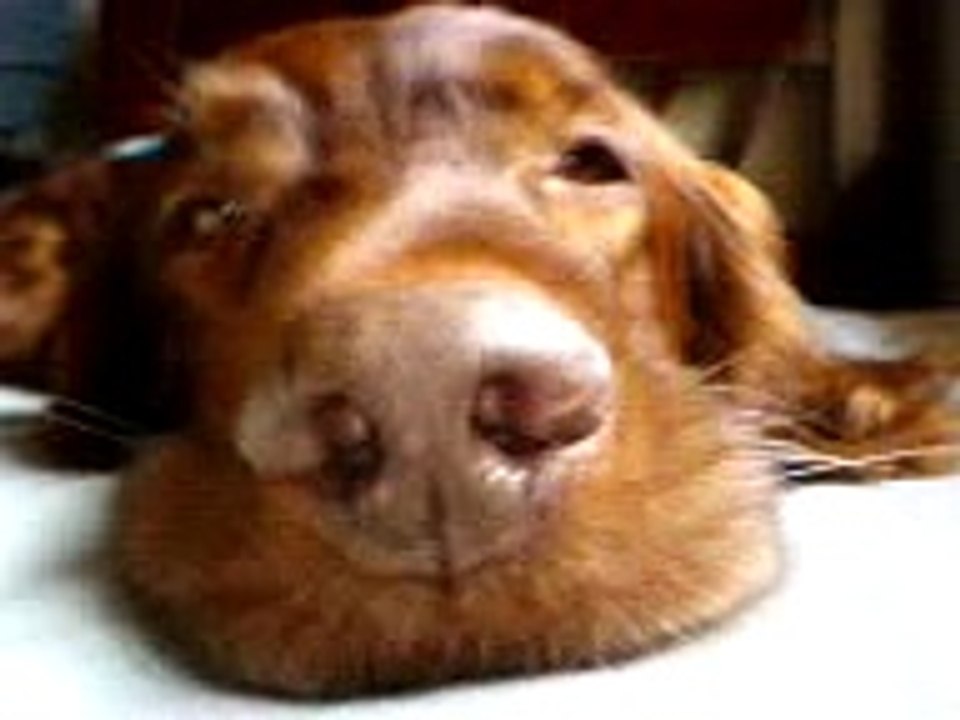 Irish Setter Setter Irlandês