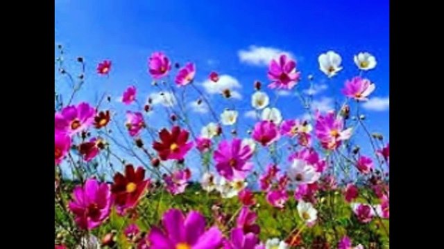 ★➍ HOURS★ of Study Music - Studying Music and Concentration Music for Exam by RELAX CHANNEL