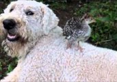 Komondor Dogs Love Their Siblings From Deer to Chicks