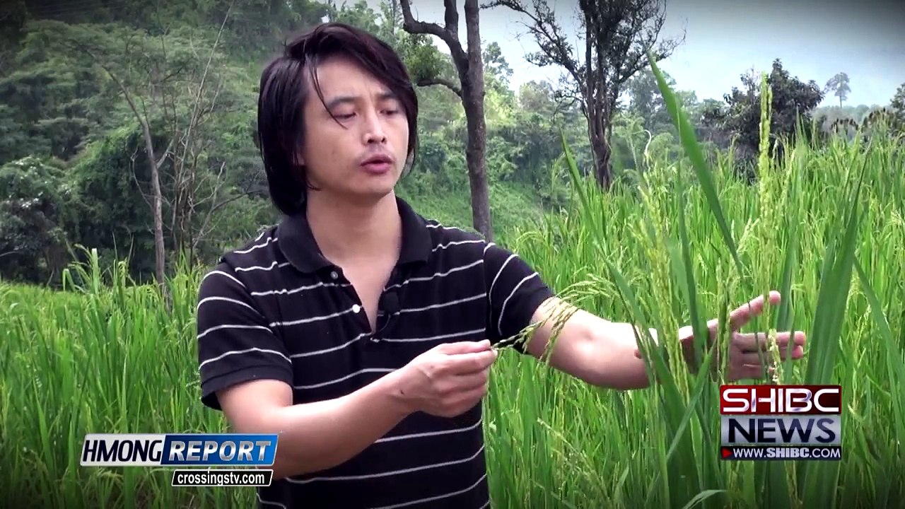 Suab Hmong News:  Hmong Rice Field in Thailand from Hmong Report
