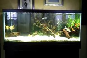 75 Gallon Freshwater Aquarium