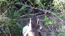 African penguins