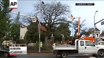 Auburn Prunes Poisoned Toomer's Corner Oak Trees