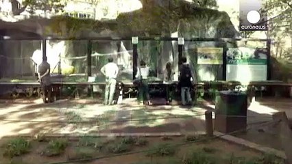 Аргентина: суд решает, где жить освобожденному орангутангу