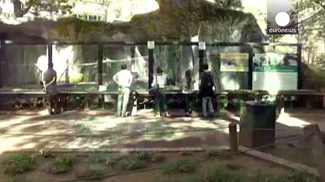 Аргентина: суд решает, где жить освобожденному орангутангу