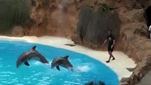 swimming with Dolphins  .... dolphins funny and interesting show..