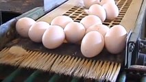 High Risk Eggs - Dangers of Caged Hens Exposed
