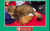 Cute Cats Love Guinea Pigs Compilation 2014