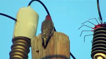 дятел исчез woodpecker disappeared