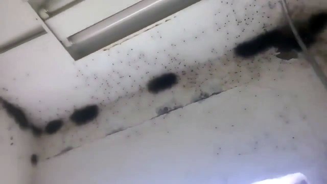 пауки spiders или что это такое