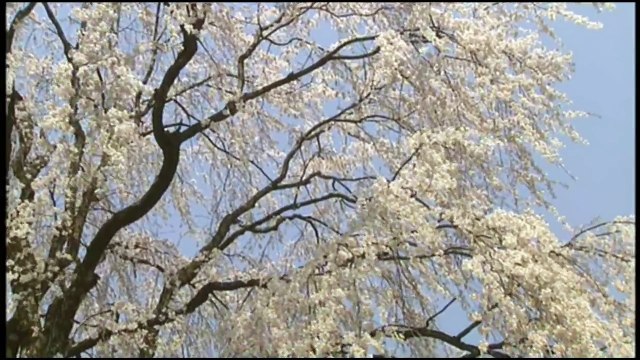 Ave Maria- Giulio Caccini _Mori Maki カッチーニのアヴェ・マリア ～森麻季