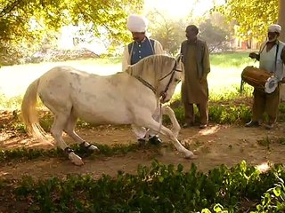 The dancing horses of Prince Malik Atta, Fetah Jang, Pakistan
