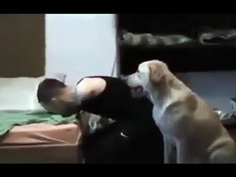 Engelli sahibinin giyinmesine yardım eden köpek...