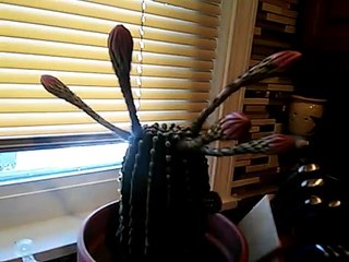 Cactus Blooming Time Lapse