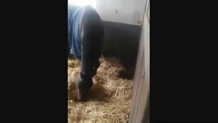 Komşusu açken tok yatmayan at... Ne denir ki... Muhteşem....