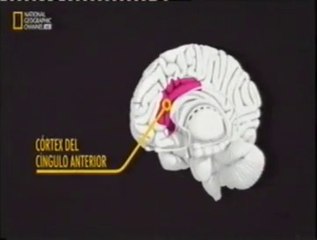 Giro cingulado anterior: Soluciones creativas