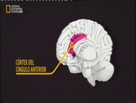Giro cingulado anterior: Soluciones creativas