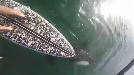 En paddle il rencontre une orque sauvage en Nouvelle-Zélande