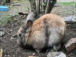 Anne Tavşan Yavrularını Doyurup, Toprağın Altına Gizliyor...- Anne olmak işte böyle bir şey...