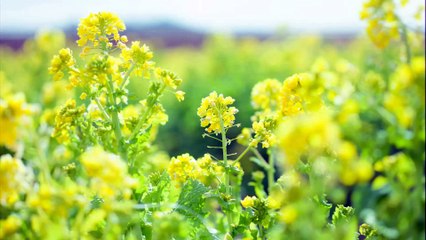 小川龍一　【クラシック名曲】5