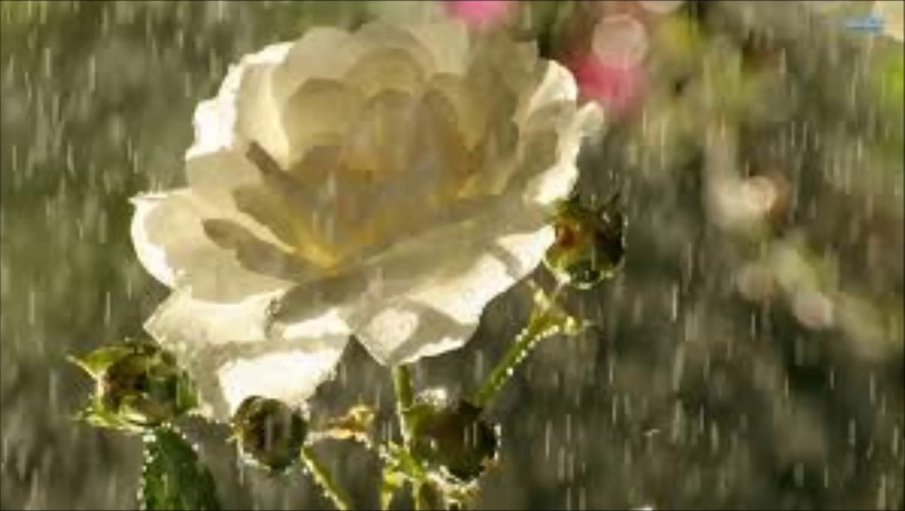 Rose Rovine E Amanti - Rain