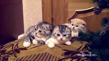 Contagious Yawning  - So cute Kittens