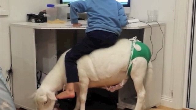 Dumb kid sat on a goat eating magazine... WTF?????