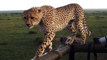 Cheetah Fail: Big Cat Falls Through Safari Jeep Roof