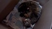 Une chatte adopte un bébé Pit Bull abandonné