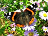 Butterflies best in the world, different types - Mariposas mejores en el mundo, diferentes tipos