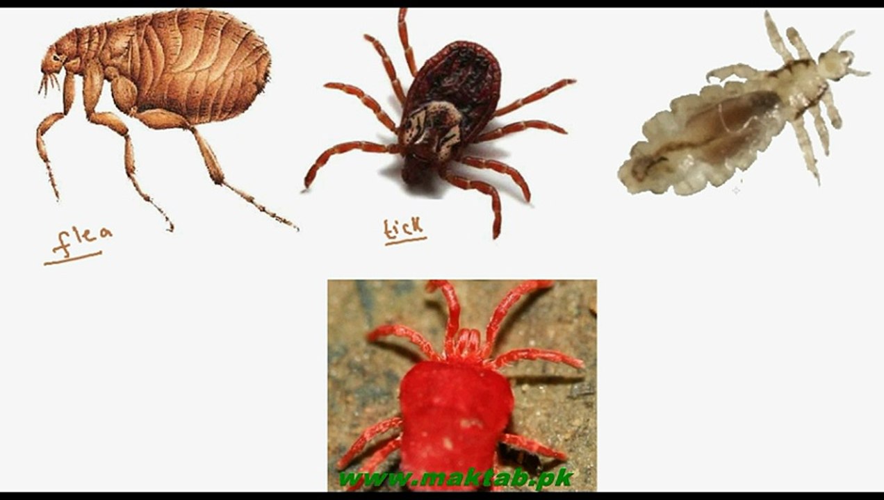 FSc Biology Book1, CH 12, LEC 5; Parasitic Nutrition