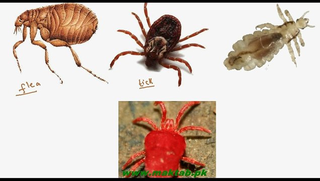 FSc Biology Book1, CH 12, LEC 5; Parasitic Nutrition