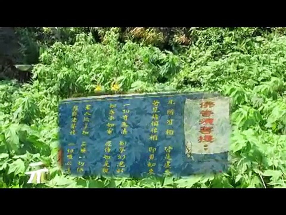 介紹常見植物及藥用植物及民間青草藥樹菊別名：五爪金英，小本向日葵。