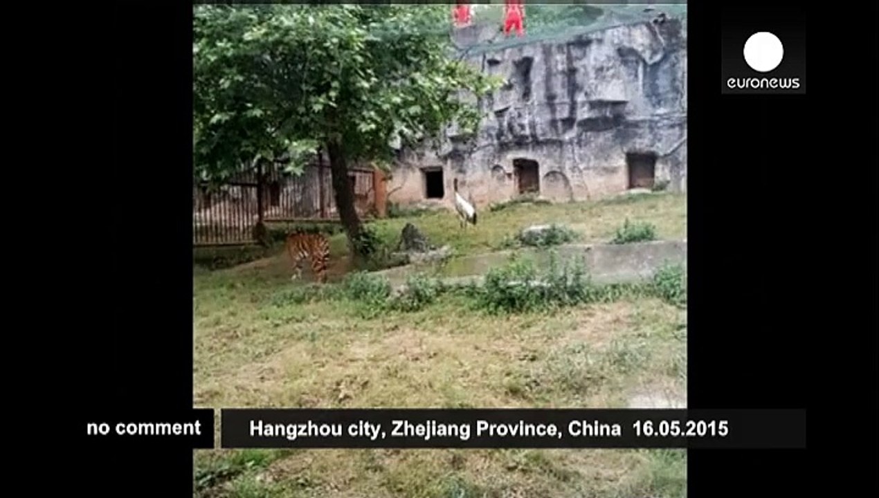 Fearless bird takes on two tigers