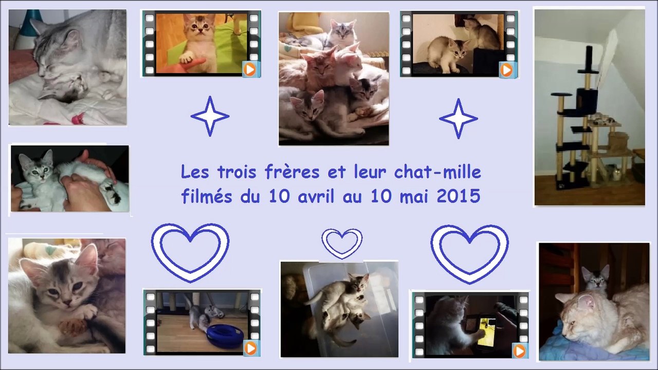 chatons somali black silver WALDO'S SWEET LULLABY nés 1 mars, 2 mâles disponibles à réserver