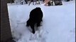 Sam the newfoundland dog making snow angels