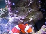 Clownfish Laying Eggs!!!