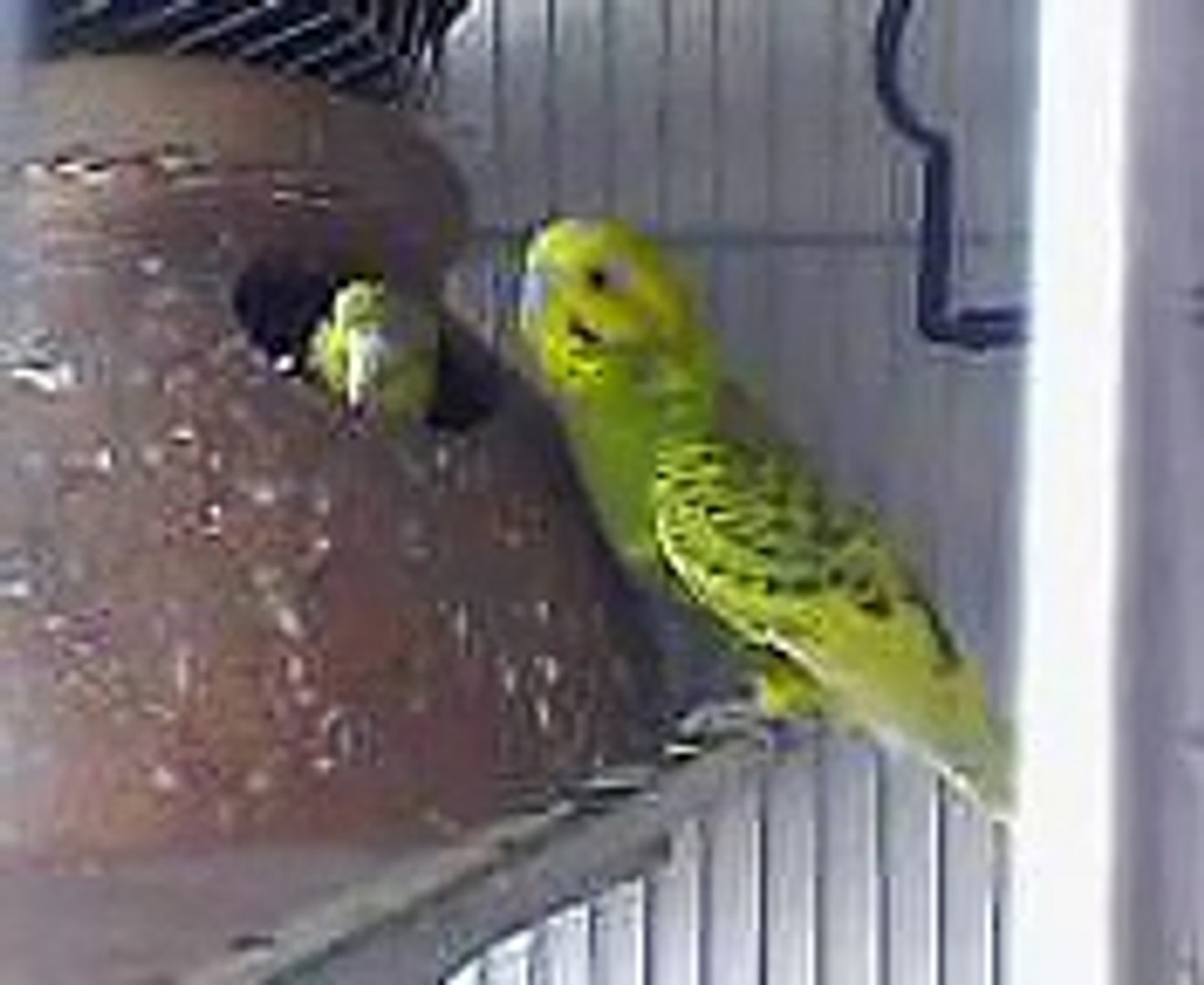 Strøm Celebrity pinion australian parrot video manuskript Afdeling Faktisk