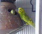 Australian Parrots - Budgies 1