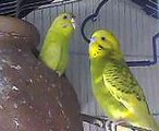 Australian Parrots - Budgies Part 3