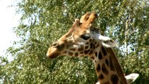 Giraf Safaripark Beekse Bergen