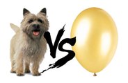 Cairn Terrier Balona Karşı