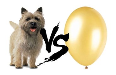 Cairn Terrier Balona Karşı
